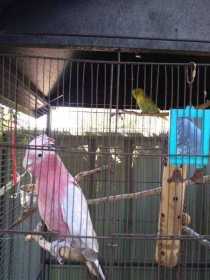 Lost Galah Cockatoo