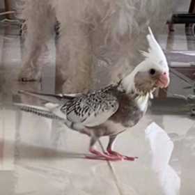 Lost Cockatiel