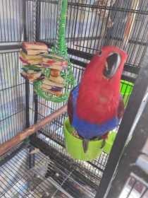 Lost Eclectus