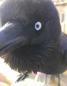 Lost Crow / Raven