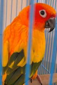 Lost Conure