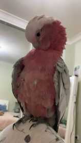 Lost Galah Cockatoo