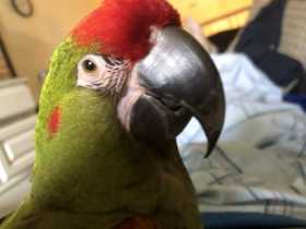 Lost Macaw