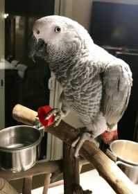 Lost African Grey