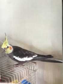 Lost Cockatiel