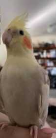 Lost Cockatiel