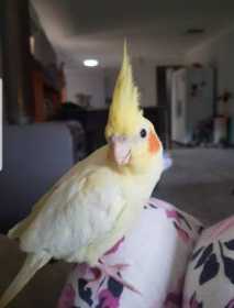 Lost Cockatiel
