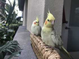 Lost Cockatiel