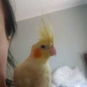 Lost Cockatiel