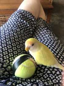 Lost Lovebird