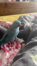 Lost African Ringneck Parakeet