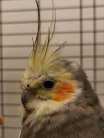 Lost Cockatiel