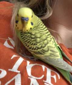 Lost Budgerigar