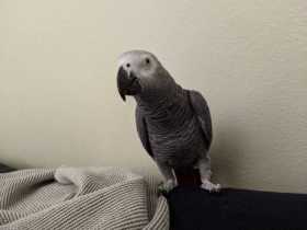 Lost African Grey