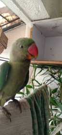 Lost Alexandrine