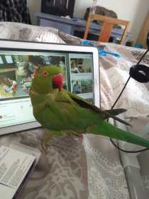 Lost Rose Ringed Parakeet