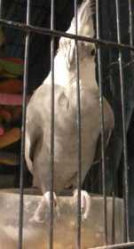 Lost Cockatiel
