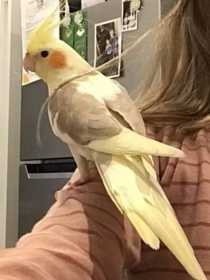 Lost Cockatiel