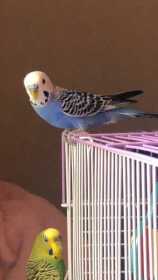 Lost Parakeet