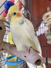 Lost Cockatiel