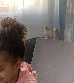 Lost Parakeet