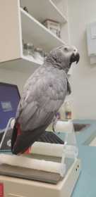 Lost African Grey