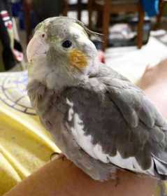 Lost Cockatiel