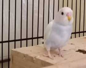 Lost Budgerigar