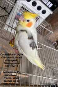 Lost Cockatiel