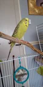 Lost Budgerigar