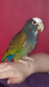 Lost Pionus