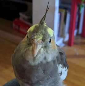 Lost Cockatiel