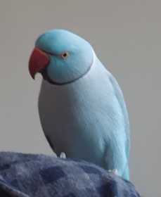 Lost Indian Ringneck Parakeet