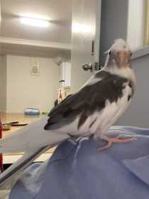 Lost Cockatiel