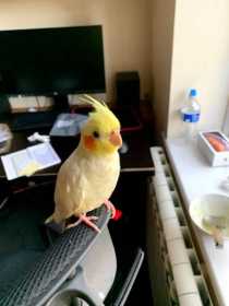 Lost Cockatiel