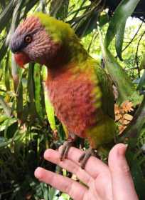 Lost Lory / Lorikeet