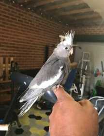 Lost Cockatiel