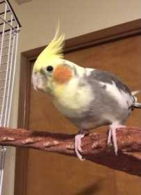 Lost Cockatiel