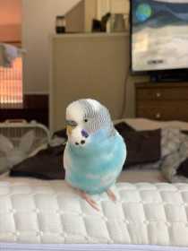 Lost Budgerigar