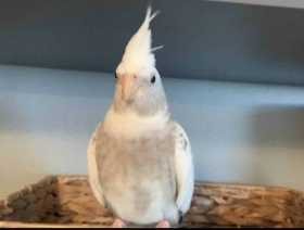 Lost Cockatiel