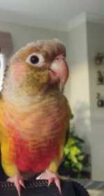 Lost Conure