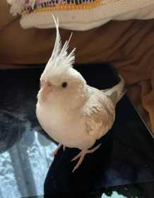 Lost Cockatiel
