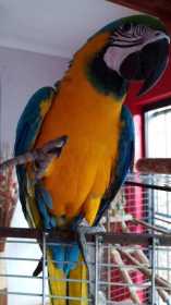 Lost Macaw