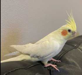 Lost Cockatiel