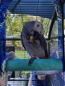 Lost African Grey