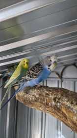 Lost Budgerigar