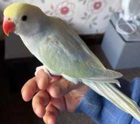 Lost Indian Ringneck Parakeet