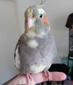 Lost Cockatiel