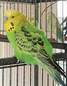 Lost Budgerigar