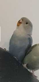 Lost Lovebird